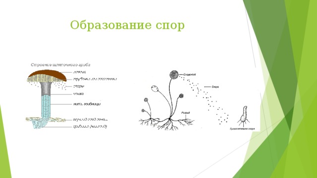 Образование спор