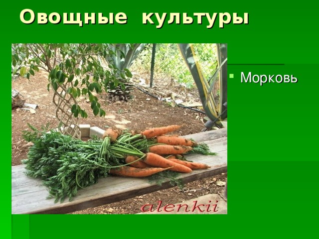 Овощные культуры