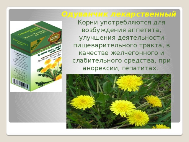 Одуванчик лекарственный  Корни употребляются для возбуждения аппетита, улучшения деятельности пищеварительного тракта, в качестве желчегонного и слабительного средства, при анорексии, гепатитах.