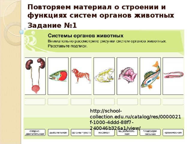 Повторяем материал о строении и функциях систем органов животных Задание №1 http://school-collection.edu.ru/catalog/res/0000021f-1000-4ddd-88f7-240046b326a1/view/