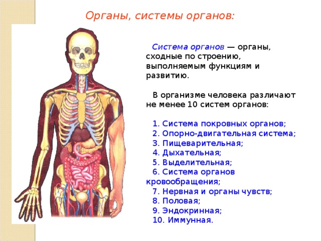 Органы, системы органов: Система органов — органы, сходные по строению, выполняемым функциям и развитию. В организме человека различают не менее 10 систем органов: 1. Система покровных органов; 2. Опорно-двигательная система; 3. Пищеварительная; 4. Дыхательная; 5. Выделительная; 6. Система органов кровообращения; 7. Нервная и органы чувств; 8. Половая; 9. Эндокринная; 10. Иммунная.