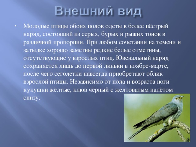 Молодые птицы обоих полов одеты в более пёстрый наряд, состоящий из серых, бурых и рыжих тонов в различной пропорции. При любом сочетании на темени и затылке хорошо заметны редкие белые отметины, отсутствующие у взрослых птиц. Ювенальный наряд сохраняется лишь до первой линьки в ноябре-марте, после чего сеголетки навсегда приобретают облик взрослой птицы. Независимо от пола и возраста ноги кукушки жёлтые, клюв чёрный с желтоватым налётом снизу.