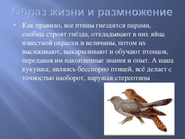 Как правило, все птицы гнездятся парами, сообща строят гнёзда, откладывают в них яйца известной окраски и величины, потом их высиживают, выкармливают и обучают птенцов, передавая им накопленные знания и опыт. А наша кукушка, являясь бесспорно птицей, всё делает с точностью наоборот, нарушая стереотипы