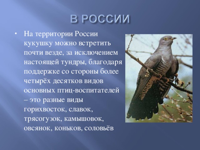 На территории России кукушку можно встретить почти везде, за исключением настоящей тундры, благодаря поддержке со стороны более четырёх десятков видов основных птиц-воспитателей – это разные виды горихвосток, славок, трясогузок, камышовок, овсянок, коньков, соловьёв