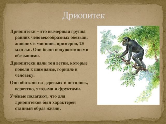Дриопитек Дриопитеки – это вымершая группа ранних человекообразных обезьян, живших в миоцине, примерно, 25 млн л.н. Они были полуназемными обезьянами. Дриопитеки дали тои ветви, которые повели к шимпанзе, горилле и человеку. Они обитали на деревьях и питались, вероятно, ягодами и фруктами. Учёные полагают, что для дриопитеков был характерен стадный образ жизни.
