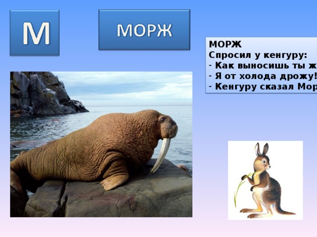 МОРЖ Спросил у кенгуру: