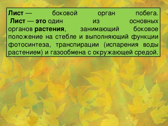 Лист  — боковой орган побега.   Лист  —  это  один из основных органов  растения , занимающий боковое положение на стебле и выполняющий функции фотосинтеза, транспирации (испарения воды растением) и газообмена с окружающей средой.