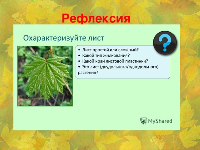 Рефлексия