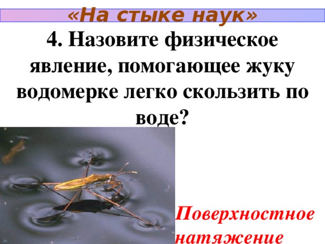 «На стыке наук» 4. Назовите физическое явление, помогающее жуку водомерке легко скользить по воде? Поверхностное натяжение