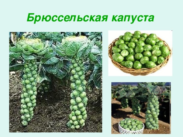 Брюссельская капуста