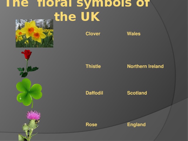 The floral symbols of the UK Clover Wales Thistle Northern Ireland Daffodil Scotland Rose England