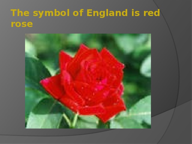 The symbol of England is red rose