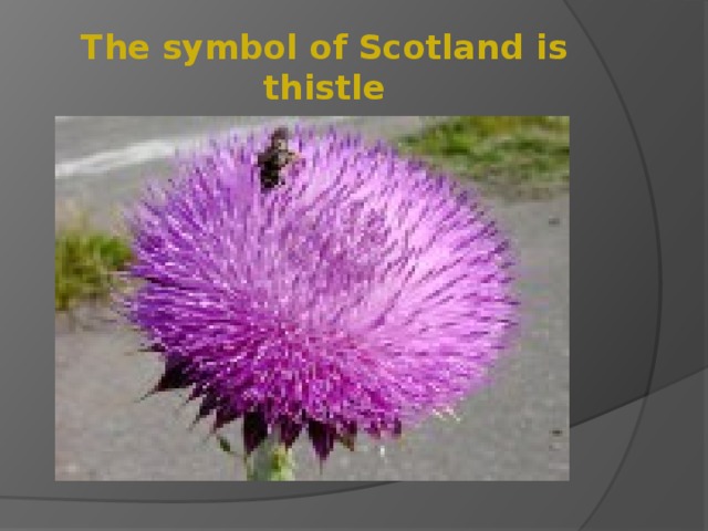 The symbol of Scotland is thistle