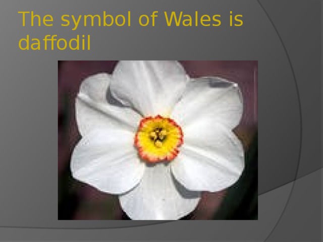 The symbol of Wales is daffodil