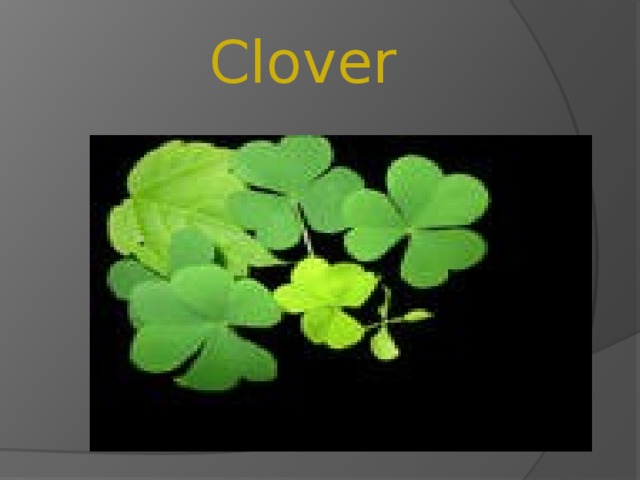 Clover