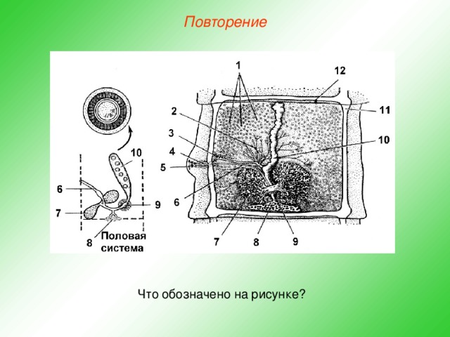 Повторение Что обозначено на рисунке?