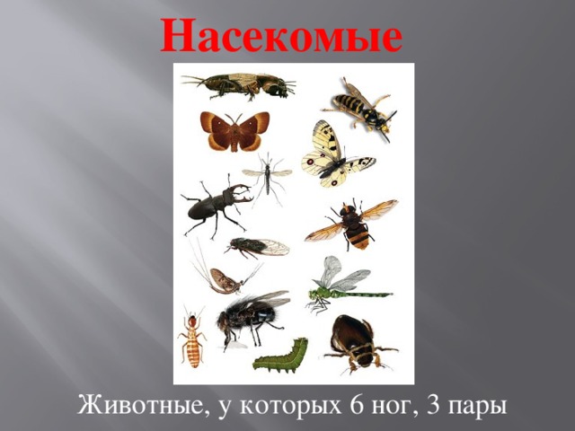 Насекомые Животные, у которых 6 ног, 3 пары