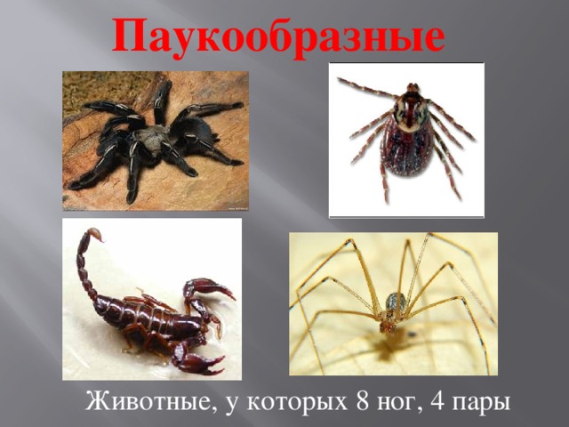 Паукообразные Животные, у которых 8 ног, 4 пары