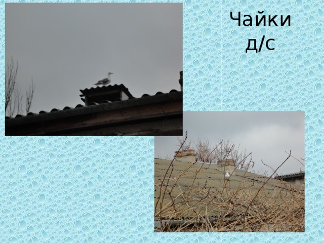 Чайки д/с