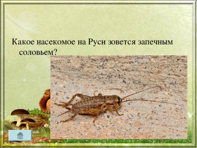 Какое насекомое на Руси зовется запечным соловьем?