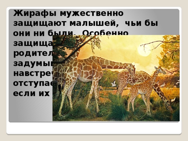 Жирафы мужественно защищают малышей, чьи бы они ни были. Особенно защищает свое потомство родительница. Она не задумываясь бросается навстречу стае гиен, не отступает перед львами, даже если их несколько.