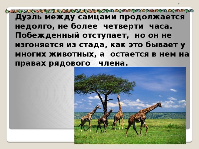 Дуэль между самцами продолжается недолго, не более четверти часа. Побежденный отступает, но он не изгоняется из стада, как это бывает у многих животных, а остается в нем на правах рядового члена.