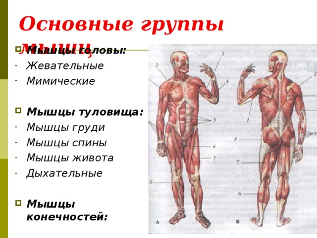 Основные группы мышц Мышцы головы: Жевательные Мимические  Мышцы туловища: Мышцы груди Мышцы спины Мышцы живота Дыхательные  Мышцы конечностей: