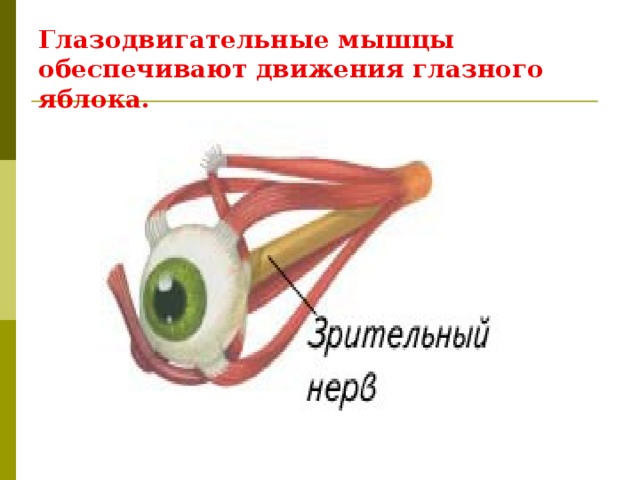 Глазодвигательные мышцы обеспечивают движения глазного яблока.