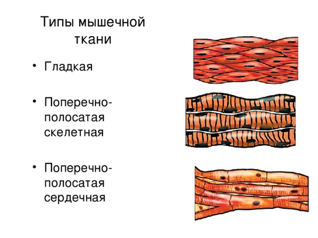 Типы мышечной ткани