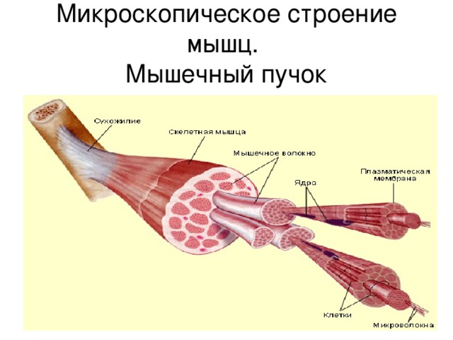 Микроскопическое строение мышц.  Мышечный пучок