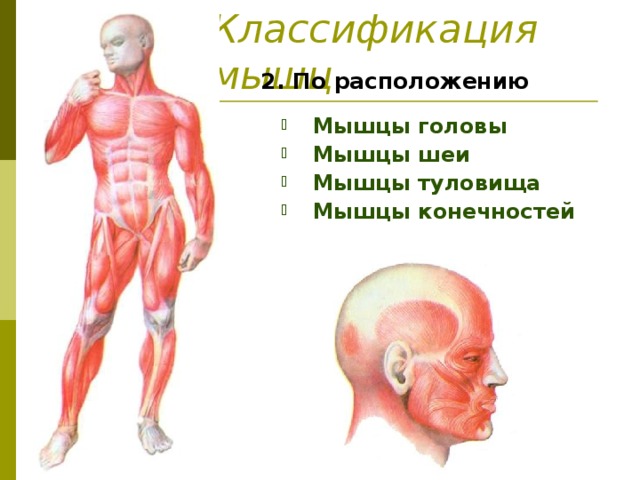 Классификация мышц 2. По расположению
