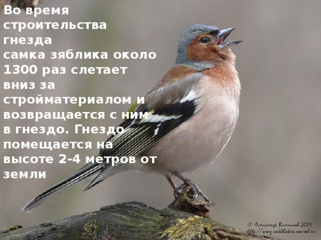 Во время строительства гнезда самка зяблика около 1300 раз слетает вниз за стройматериалом и возвращается с ним в гнездо. Гнездо помещается на высоте 2-4 метров от земли