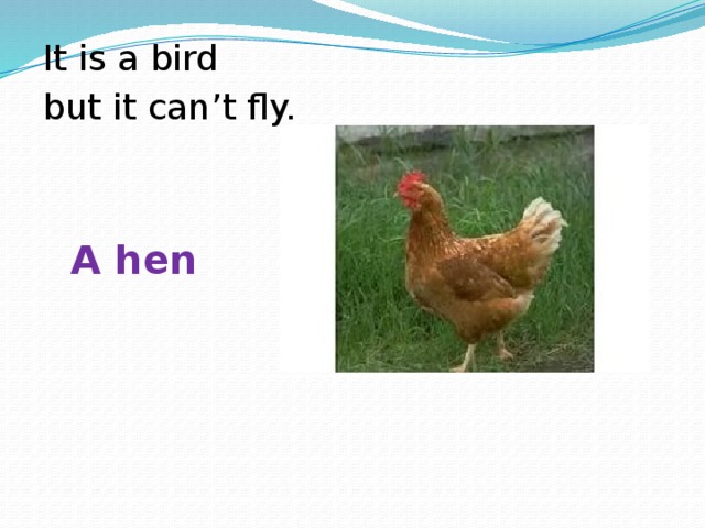 It is a bird but it can’t fly. A hen