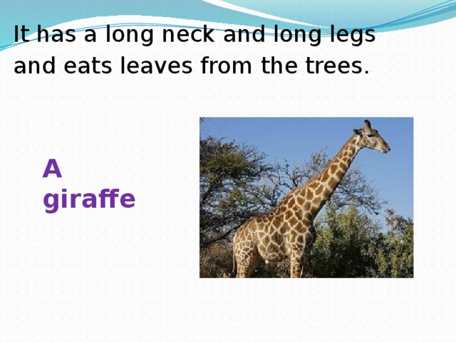 It has a long neck and long legs and eats leaves from the trees. A giraffe