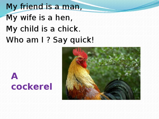 My friend is a man, My wife is a hen, My child is a chick. Who am I ? Say quick! A cockerel
