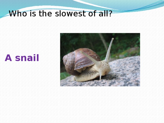 Who is the slowest of all? A snail