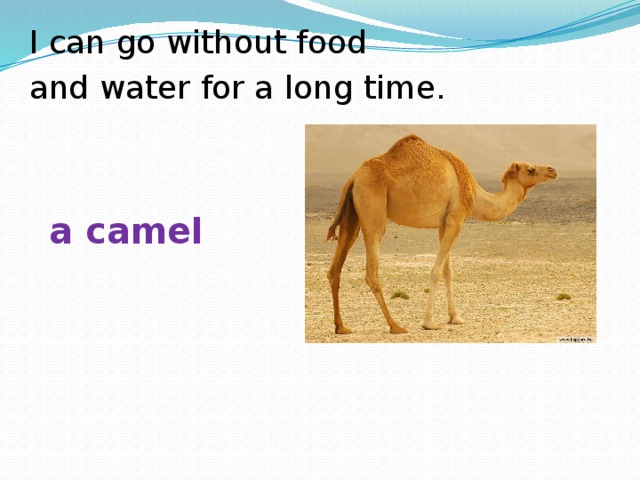 I can go without food and water for a long time. a camel
