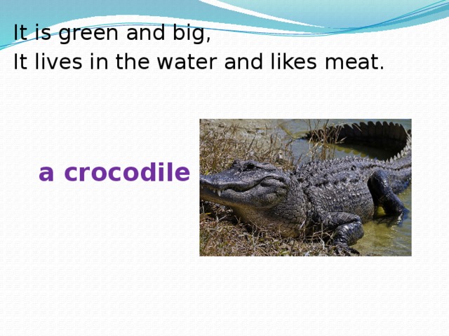 It is green and big, It lives in the water and likes meat. a crocodile