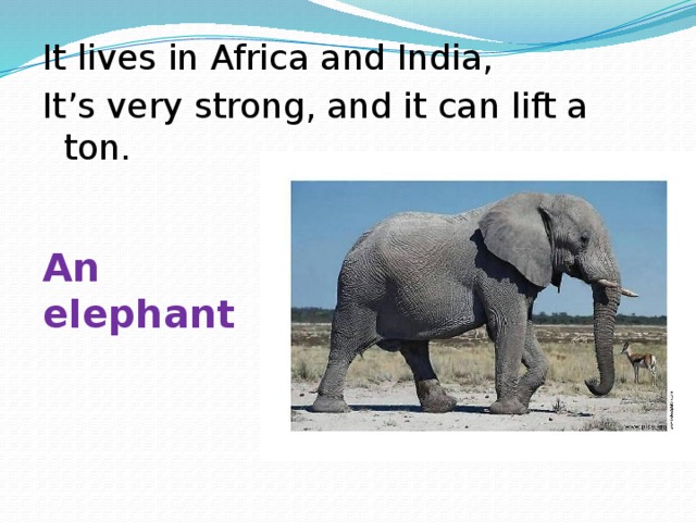 It lives in Africa and India, It’s very strong, and it can lift a ton. An elephant