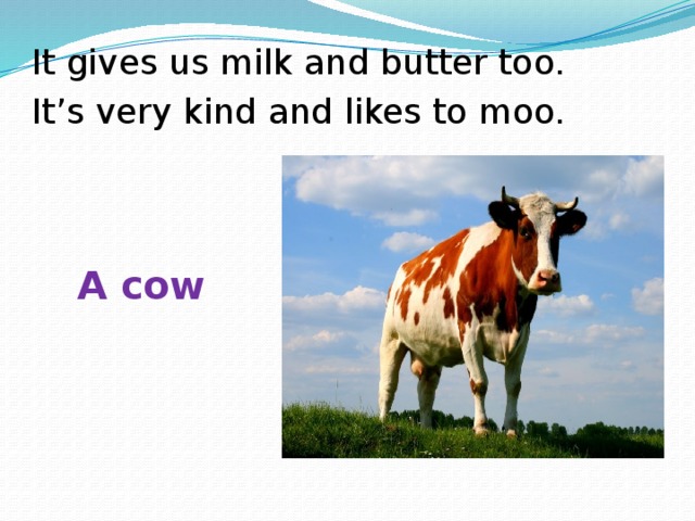 It gives us milk and butter too. It’s very kind and likes to moo. A cow