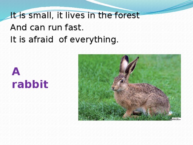 It is small, it lives in the forest And can run fast. It is afraid of everything. A rabbit