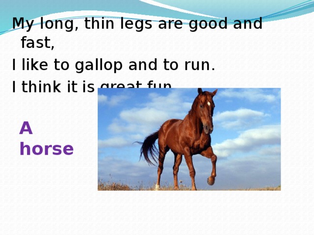 My long, thin legs are good and fast, I like to gallop and to run. I think it is great fun. A horse