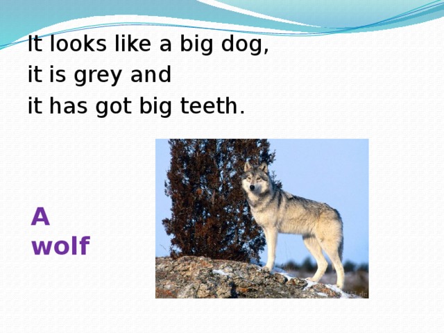 It looks like a big dog, it is grey and it has got big teeth. A wolf