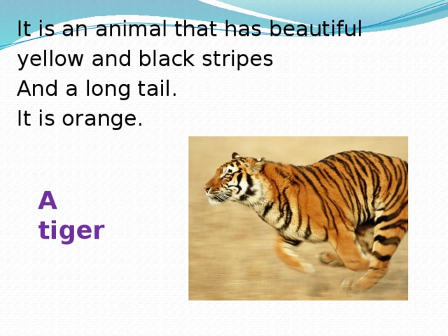 It is an animal that has beautiful yellow and black stripes And a long tail. It is orange. A tiger