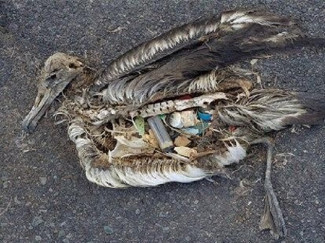 Всё это губительно сказывается на животных. Птицы не умеют отличать несъедобный мусор от того, что они привыкли кушать в природе, и проглатывают пластиковые вещи, кормят ими и своих птенцов. Мусор не выводится из их организма, и они в конце концов погибают.