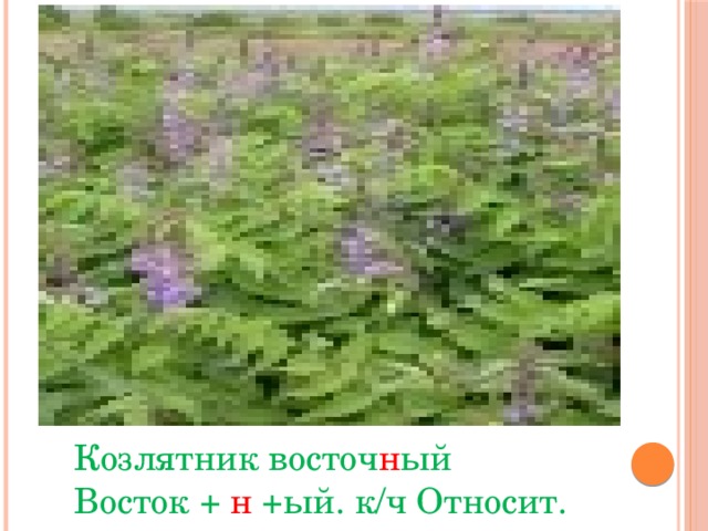 Растение русский язык. Козлятник Восточный презентация. Имена прилагательные в названиях растений проект. Название растений с прилагательными. Проект имя прилагательное в названиях растений.