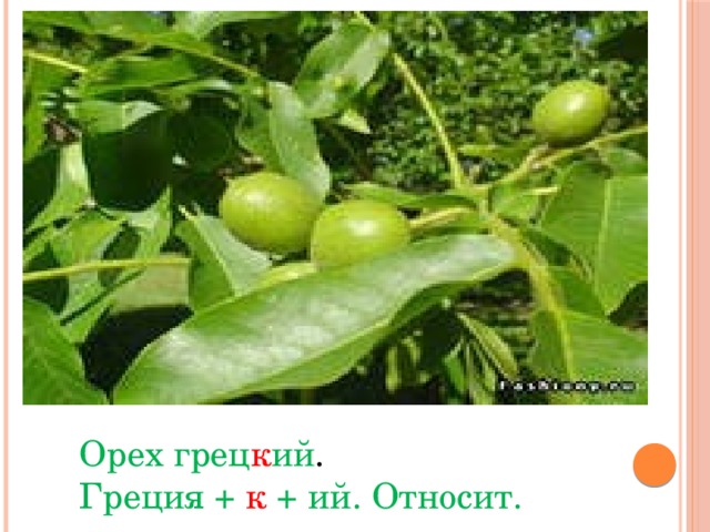 Орех грец к ий . Греция +  к  + ий. Относит.