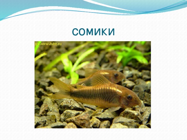 сомики