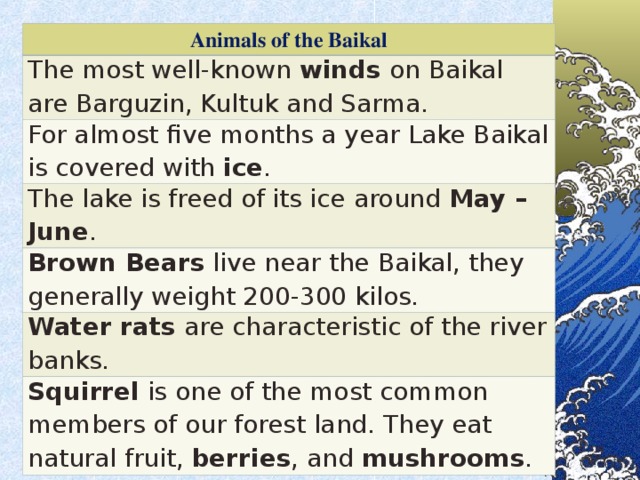 Animals of the Baikal The most well-known winds on Baikal are Barguzin, Kultuk and Sarma. For almost five months a year Lake Baikal is covered with ice . The lake is freed of its ice around May – June . Brown Bears live near the Baikal, they generally weight 200-300 kilos. Water rats are characteristic of the river banks. Squirrel is one of the most common members of our forest land. They eat natural fruit, berries , and mushrooms .