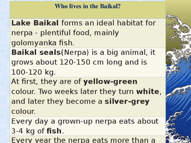 Who lives in the Baikal?  Lake Baikal forms an ideal habitat for nerpa - plentiful food, mainly golomyanka fish. Baikal seals ( Nerpa) is a big animal, it grows about 120-150 cm long and is 100-120 kg. At first, they are of yellow-green  colour. Two weeks later they turn white , and later they become a silver-grey  colour. Every day a grown-up nerpa  eats about 3-4 kg of fish . Every year the nerpa eats more than a ton of fish, mainly oil-fish . Its name is golomyanka.  It contains about 30% of oil , rich in vitamin A .